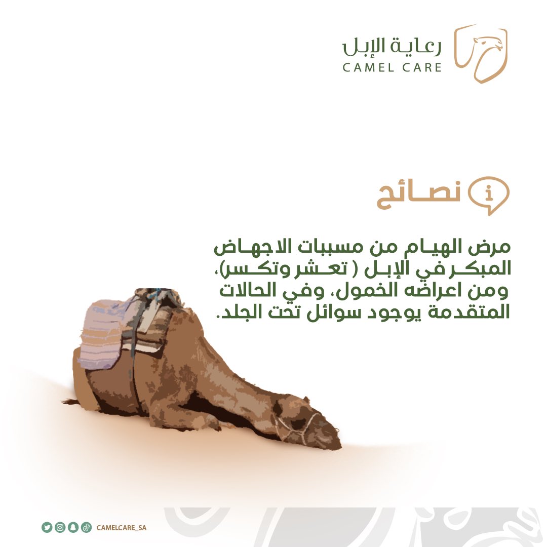 أضرار مرض الهيام:

#رعاية_الابل