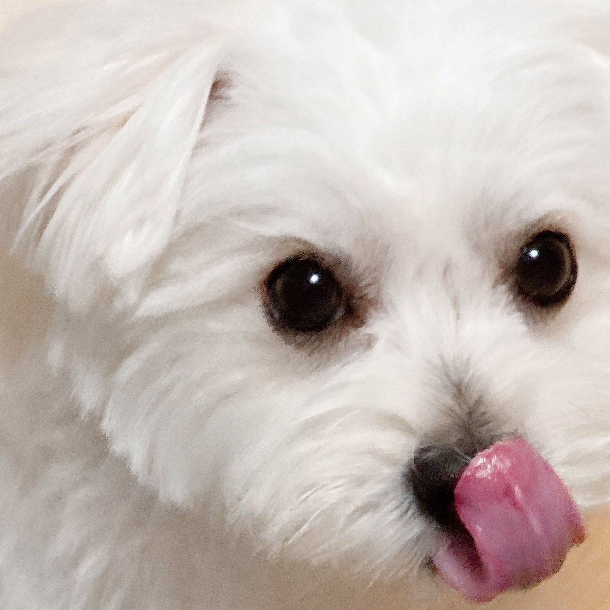 風太 Twitter પર かわいい 犬 犬のいる暮らし 犬のいる生活 犬好きさんと繋がりたい 犬のいる幸せ 犬部 マルチワワ もふもふ Dog チワワ マルチーズ