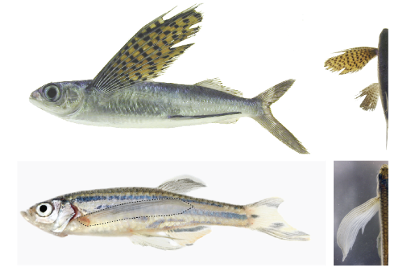 Fish species vary greatly in the relative size of their fins, but how is fin size specified? With <a href="/fishyskeleton/">Harris lab</a>, we combine forward genetic screens in zebrafish and comparative genomics in flying fishes to ID mechanisms regulating fin size
authors.elsevier.com/c/1dlqf3QW8Rwp…
<a href="/CurrentBiology/">Current Biology</a>
