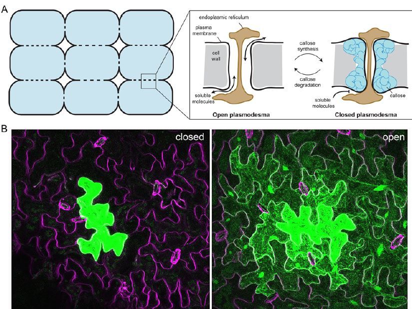 ThePlantCell's tweet photo. Fifteen compelling open questions in plant cell biology #PlantSci https://t.co/3UhOyNIUMM https://t.co/sv1EZRPKGR