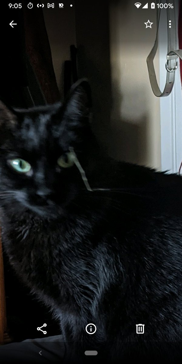 nuber997's tweet photo. My cat's snot rocket was undisputably impressive this morning. https://t.co/hwPzLRBLwa