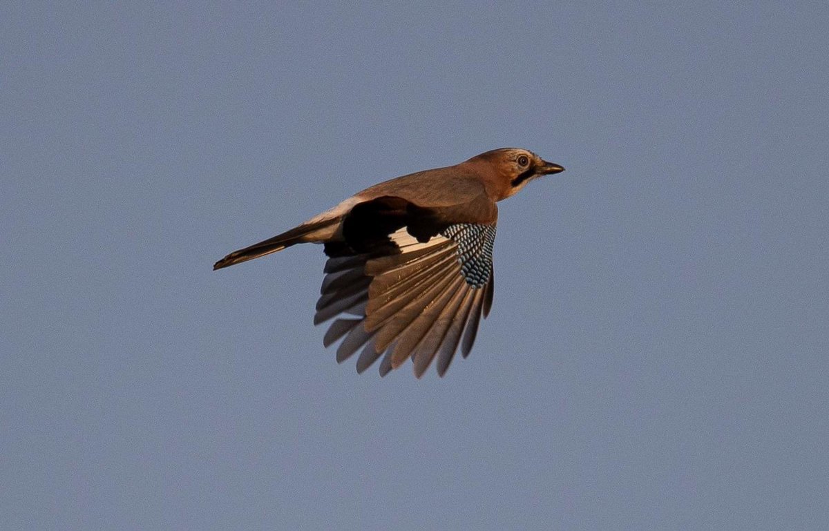 La #migration a débuté en Meurthe-et-Moselle et le passage de geais des chênes est important. 

#IlsSachentNousChassons 
#LiberteRuralite