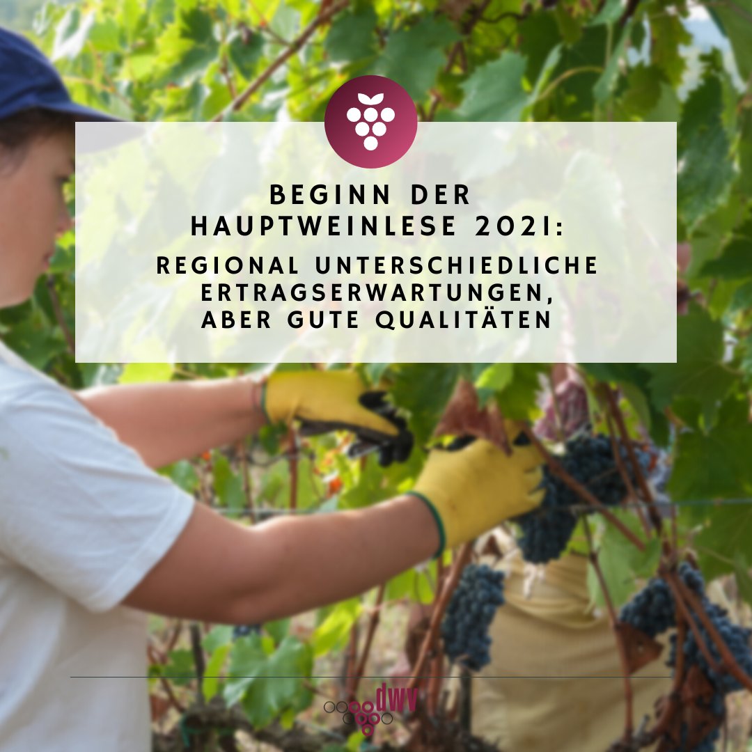 🍇Die Hauptweinlese 2021 ist gestartet! 🍇
Wie das DWI <a href="/weininstitut/">Deutsches Weininstitut / The German Wine Institute</a> meldet, werden bundesweit heterogene Erntemengen (bedingt über die verschiedenen #Extremwetterereignisse in diesem Jahr), aber insgesamt gute Qualitäten erwartet.