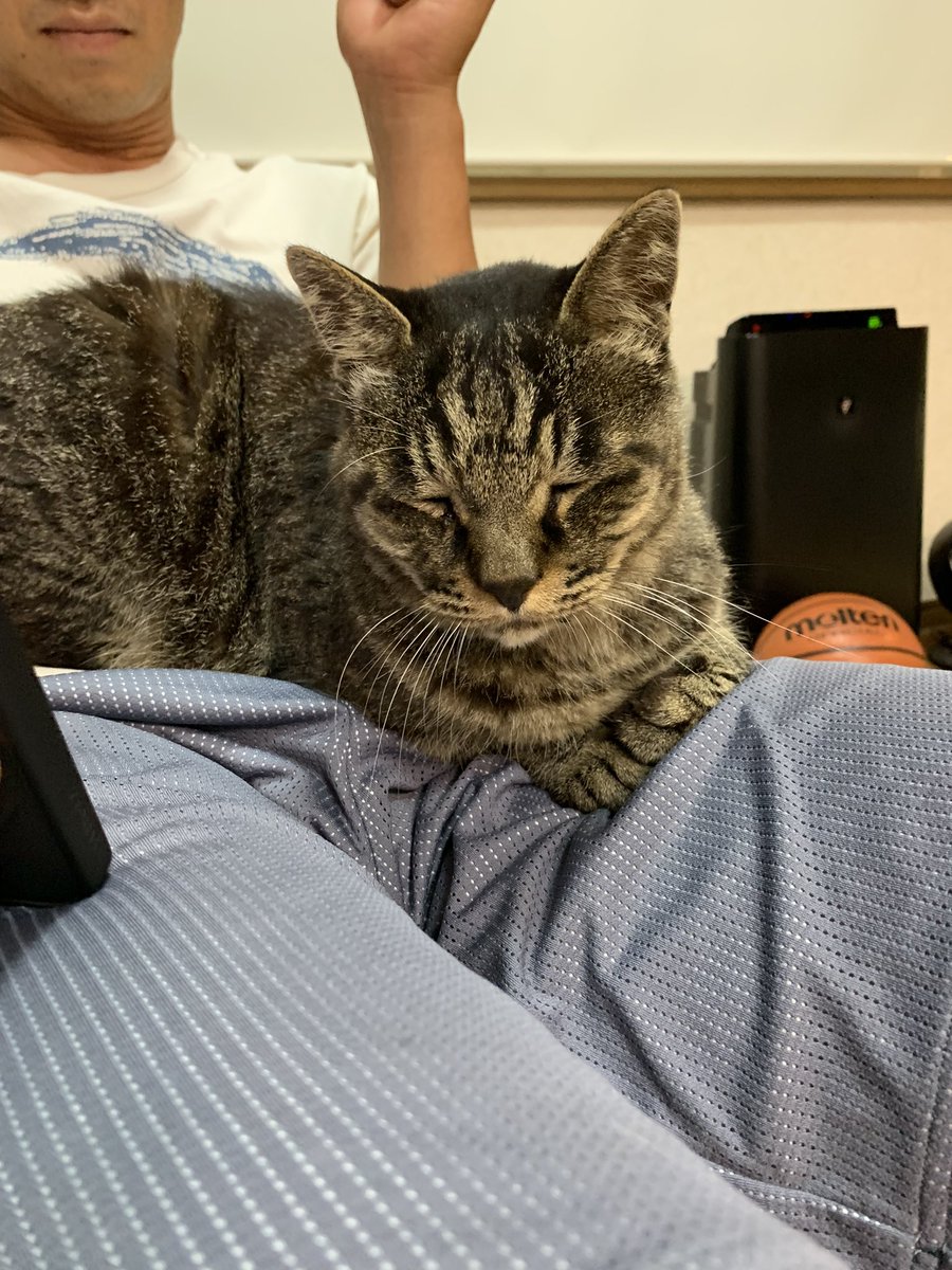 _mt_17's tweet photo. 【迷子猫探しています】
・オス
・13歳
9/13(月)の夕方からいなくなってしまいました
もしなにかご存知の方いればdmにてご連絡ください https://t.co/LTkEFDQZAK