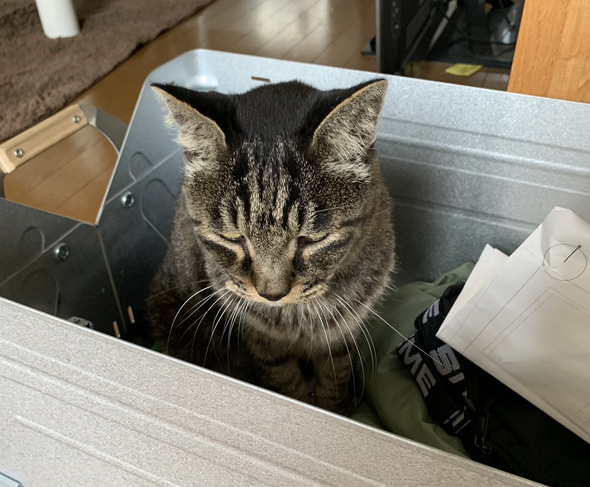 _mt_17's tweet photo. 【迷子猫探しています】
・オス
・13歳
9/13(月)の夕方からいなくなってしまいました
もしなにかご存知の方いればdmにてご連絡ください https://t.co/LTkEFDQZAK