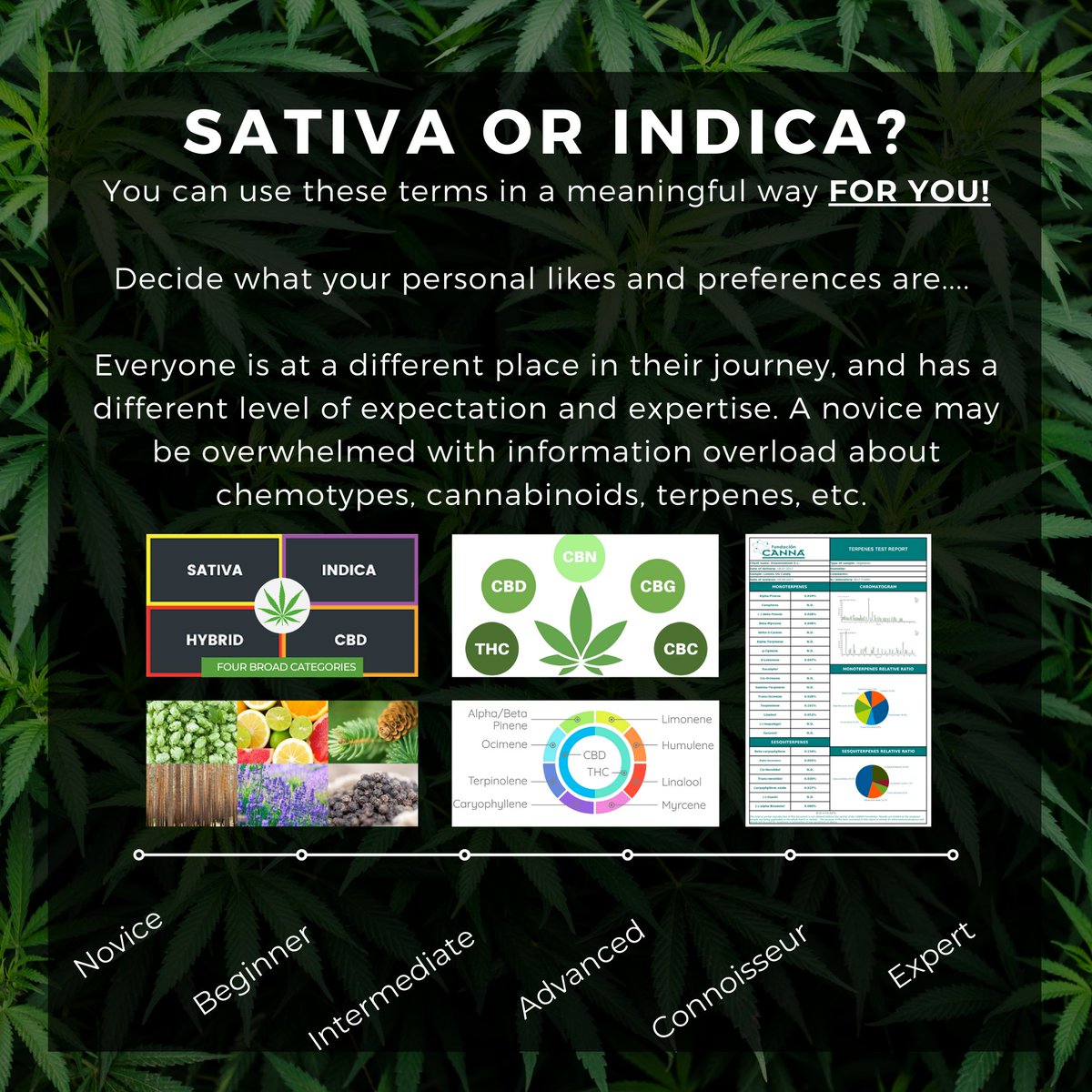 "Indica" and "sativa" are not scientifically justified terms as they are commonly used in the Cannabis industry - but they aren't going anywhere anytime soon...

- Dr. Anna Schwabe, PhD

#cannabiseducation #curiousaboutcannabis