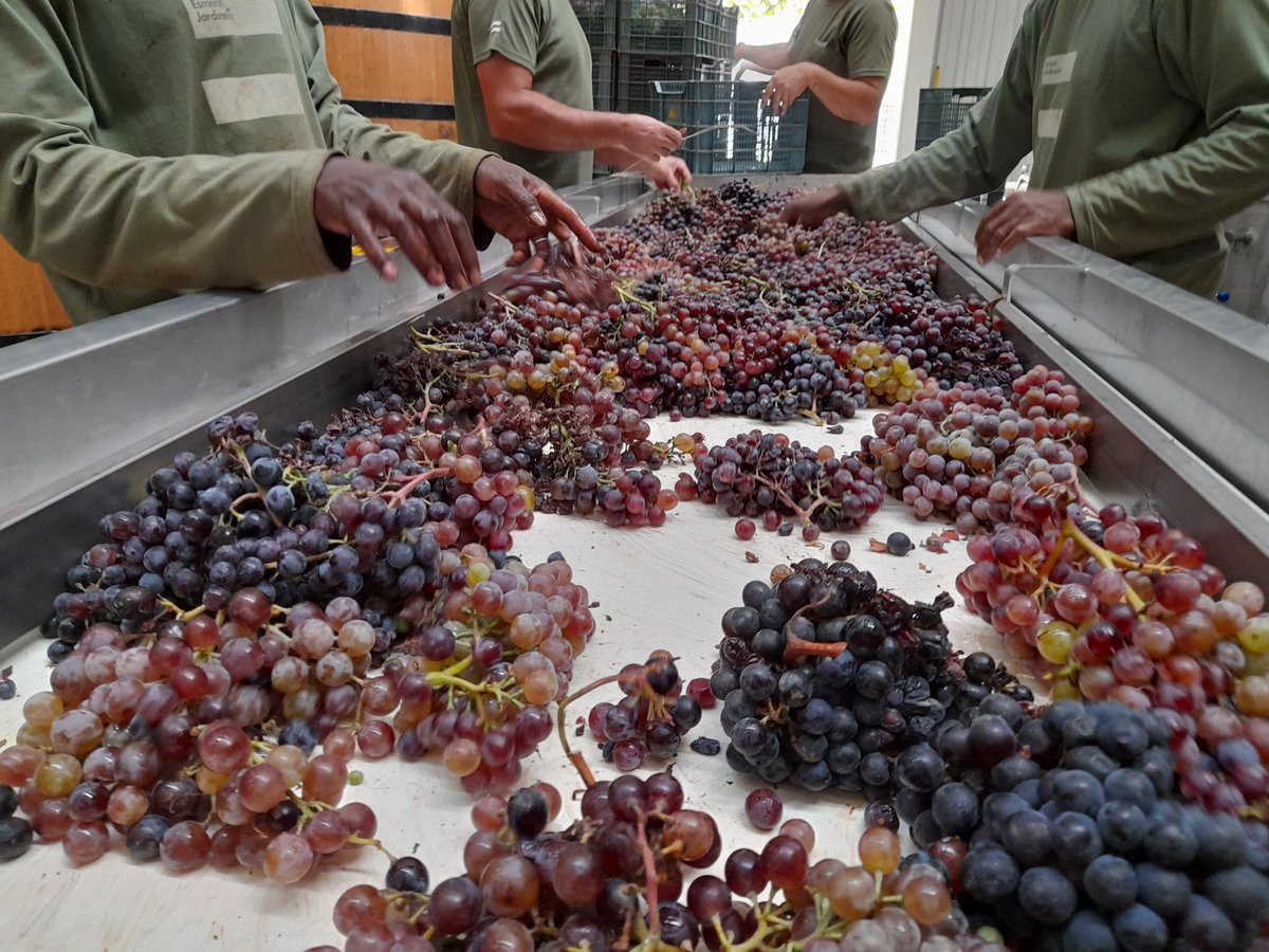 esmentcomunidad's tweet photo. Imágenes de la vendimia 2021, Manto negro para nuestro Gallinas&Focas 2021.🍷🍷
.
#vendimia #vino #wine #GallinasyFocas #4Kilos https://t.co/DOX2SFyYa1