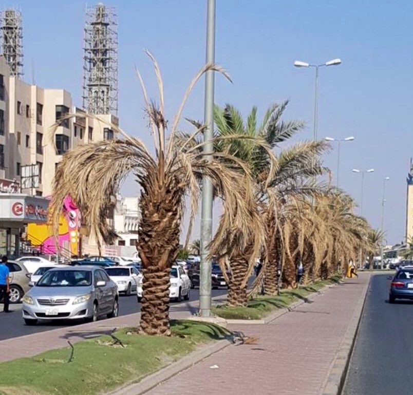 رسميًا 

إيقاف زراعة النخيل في الحدائق العامة والطرق والمشاريع الجديدة في السعودية 

واستبدالها بقوائم من النباتات والأشجار المحلية قليلة الاستهلاك للمياه 👍🏻