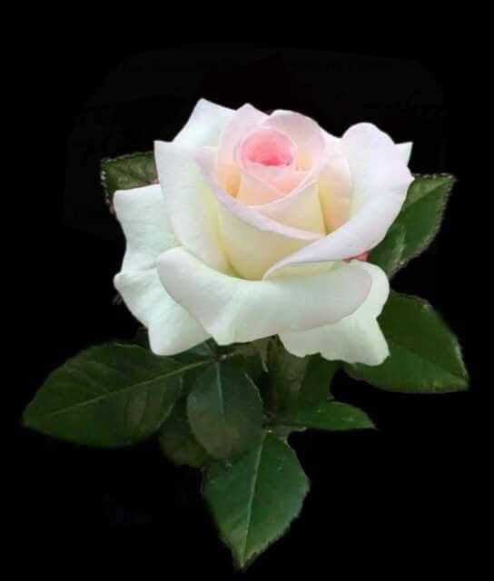 Tsassr's tweet image. &quot;A simple smile. That&apos;s the start of opening your heart and being compassionate to others.&quot;

Dalai Lama