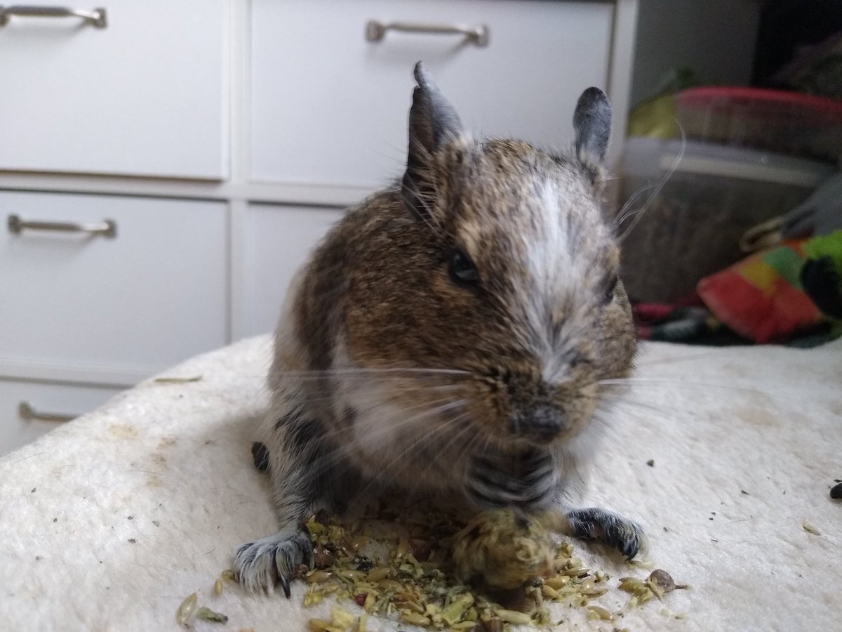 MoonMoon1994666's tweet photo. Love my little photogenic boy💙🐀
#degus #smallanimals #degu #smallboy #animal #lovePets #pets #SmallPets #cute #Small #Diego #rodents #mypets #cutedegu #sweet #gnaver #mitkæledyr #hygge #cozy https://t.co/nHKZdbx5B3