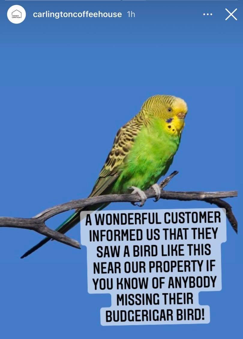 BIRD SPOTTED - Please RT?

A budgerigar was spotted near Carlington Coffee House on Merivale near Carling. (Not exact bird shown but should look similar.)

Seems to be an increasing amount of missing bird cases lately. Please be extra careful with your clever buds. 💚