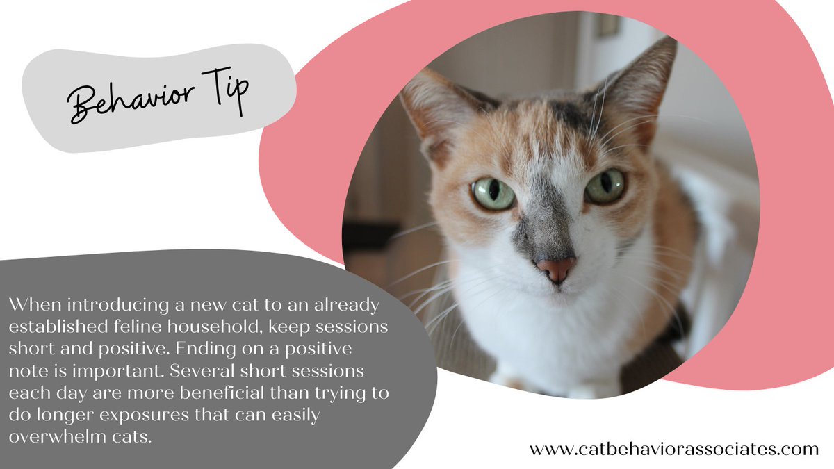 ThinkLikeaCat's tweet photo. The bottom line: give the cats a reason to like each other. #cats #catintroduction #catadoption #catbehavior #cattip #catexpert #thinklikeacat #catvscat #multicat https://t.co/FcZDcQiQWL