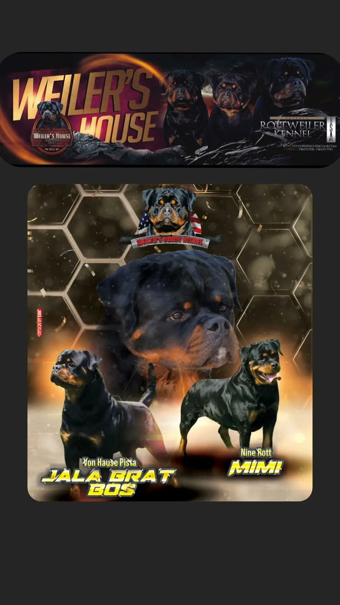 HouseWeilers's tweet photo. 🥵VON WEILERS HOUSE KENNEL 🥵
 😍PRESENTS😍
‼️CONFIRMED ‼️
♦️MY NEXT LITTER COMING UP ♦️
 😍😍😍😍
🤐JALA BRAT BOSS VON HAUSE PISTA HD ED FREE 
ALPP CLEAR
 ❌
🤐MIMI NINE  ROTT🤐
HD ED FREE 
ALPP CLEAR
🔥2:2 DOCTOR TIMIT-TOR 🔥
🥺FUTURE SUPER STARS IN THE MAKING🥺 https://t.co/0sGc6mQfYU