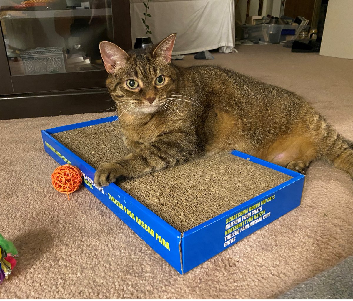 Hi, I’m Bella (A123121). I am 11 years old and have been having a bit of trouble finding my forever home, I’ve been waiting for more than five months!

I know someone out there is looking for a cat just like me! Could you share this to help me find my purrfect match?