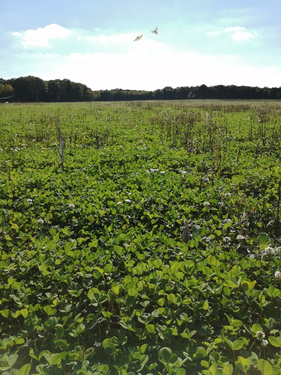 Les agriculteurs se regroupent pour échanger. Rencontre entre agriculteurs du loiret et de l'Yonne.
#A2C #agriculturedeconversation
#couverts