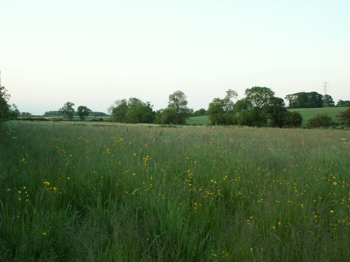 @JRfromStrickley @GeorgeMonbiot @NFFNUK Here's a few photos from our conventional #dairy farm. #wildflowers #meadows #proudtofarm. Loads of different grass species, buttercups, cow parsley, sorrel, red and white clover, assorted vetches, betony, birds foot trefoil, meadow vetchling, knapweed and more...