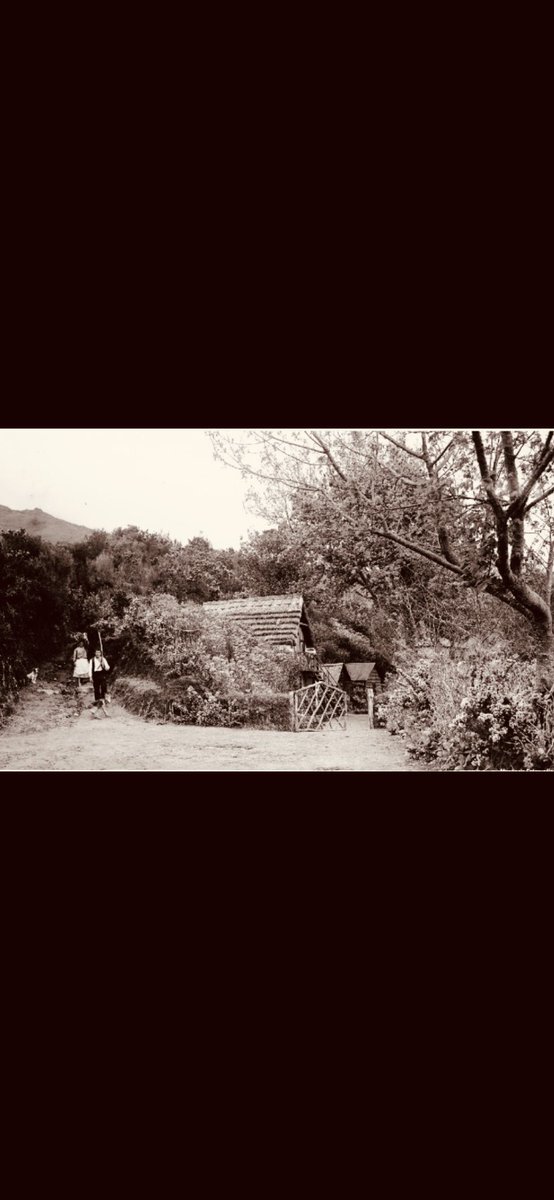 Madeira tempos passados tweet media