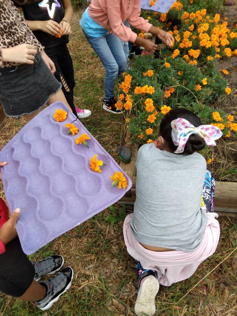 2nd grade is exploring properties of materials ( size, shape, color, texture,  etc...)  as we collect marigold blooms.  We will dry these and save them to plant in our pollinator garden.  <a href="/BaggettTitans/">Baggett Titans</a>