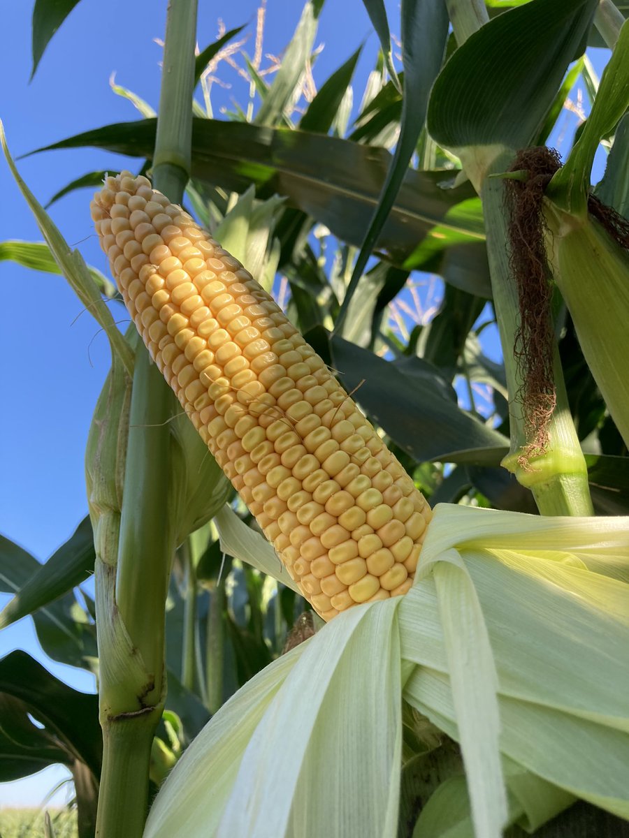 🌽Les agritwittos des <a href="/hautsdefrance/">Région Hauts-de-France</a>, vous voyez ça quand la récolte des #maïs ensilage chez vous ? 🚜
#FrAgTw