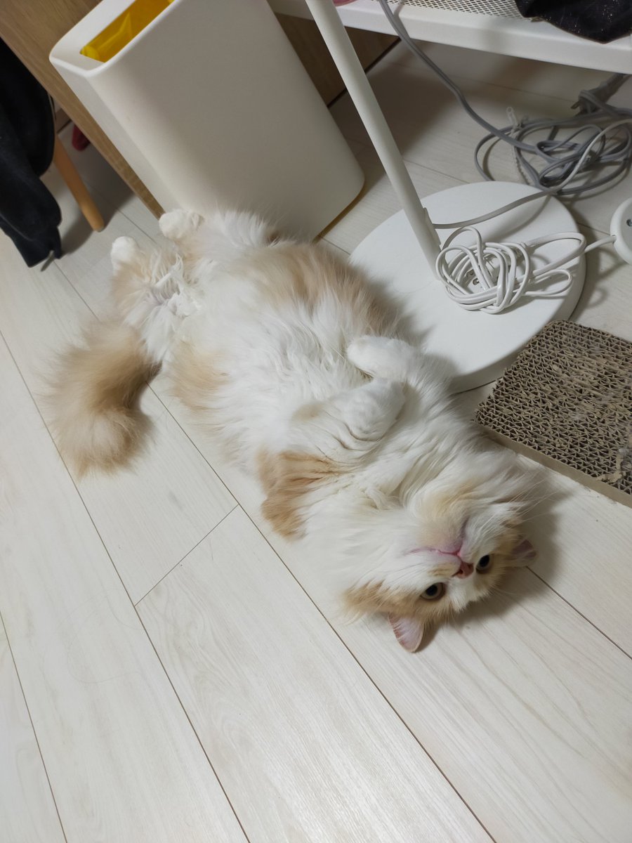mmox1628's tweet photo. どんなポーズ？ https://t.co/Iod5loQT34