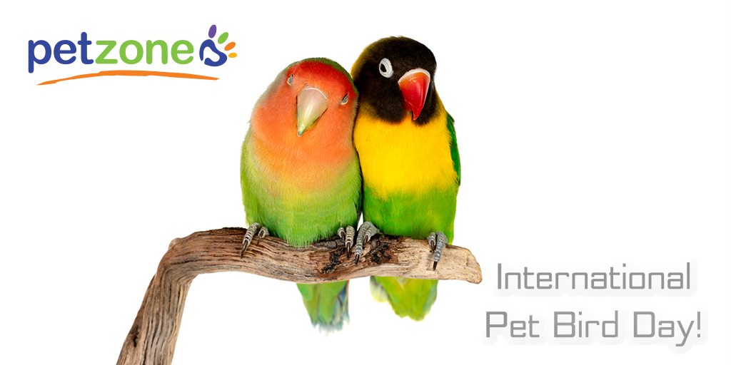 Today is International Pet Bird Day! What are you doing to celebrate your feather family member today?
#NationalPetBirdDay #PetBird #petzone #petzoneksa #saudi #pets #pet #dogs #petsofinstagram #dog #cats #dogsofinstagram #animals #cute #petstagram #love #cat #instagram https://t.co/X9bHzUhx7T