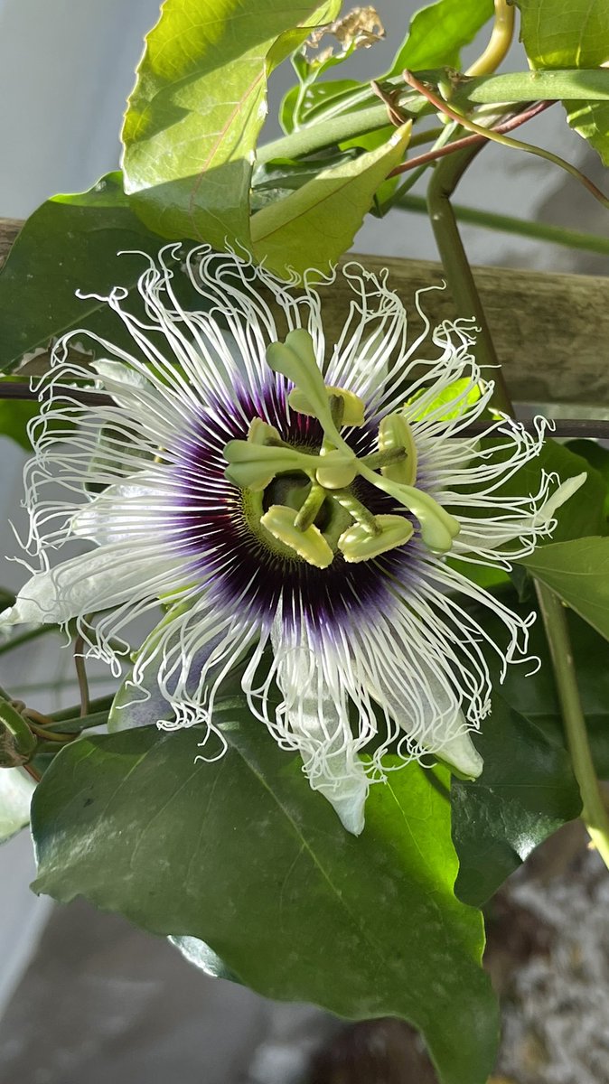 InfoGranCanaria's tweet photo. Guess what fruit is flowering right now??? #GranCanaria https://t.co/8XLldUeOum