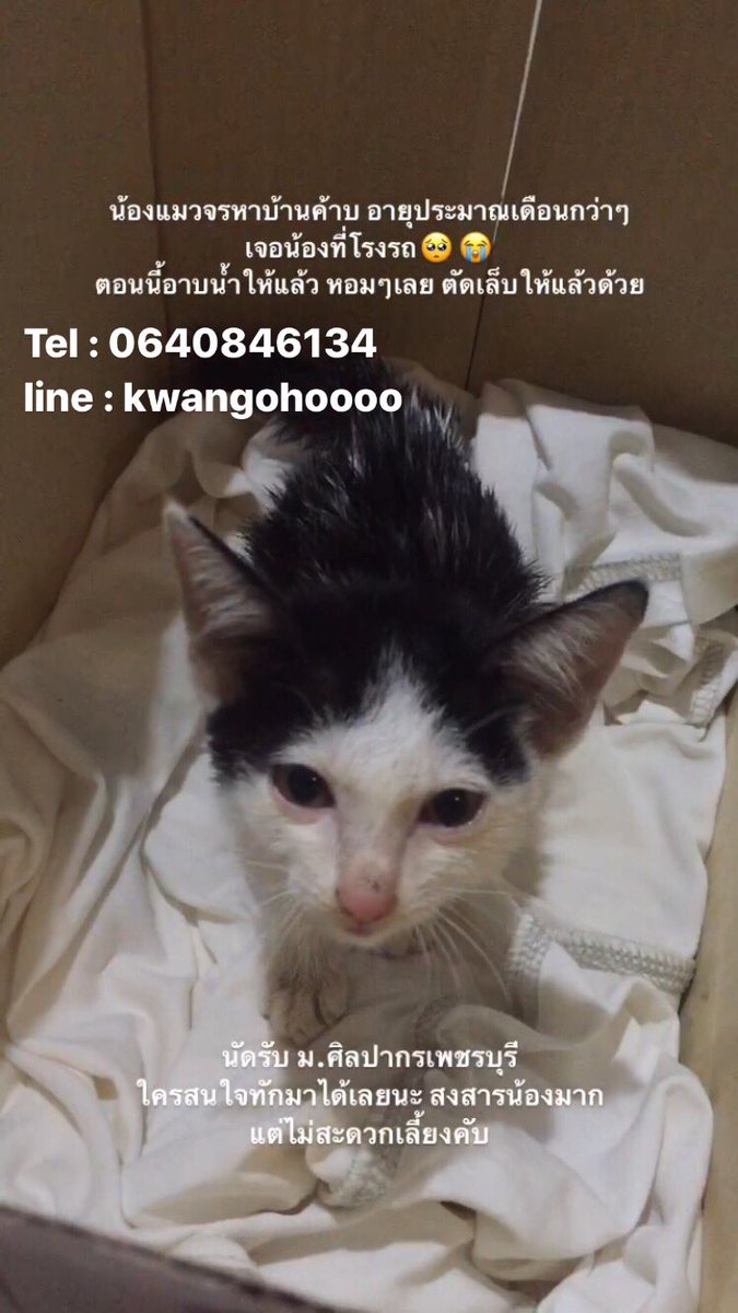 plz rt❕🥺🥺 น้องแมวหาบ้าน เพศเมียคับ
นัดรับม.ศิลปากรเพชรบุรี หรือไปส่งได้บริเวณใกล้เคียง(หัวหิน,ชะอำ)
#หาบ้านให้แมว #หาบ้านให้น้องแมว #แมวหาบ้าน