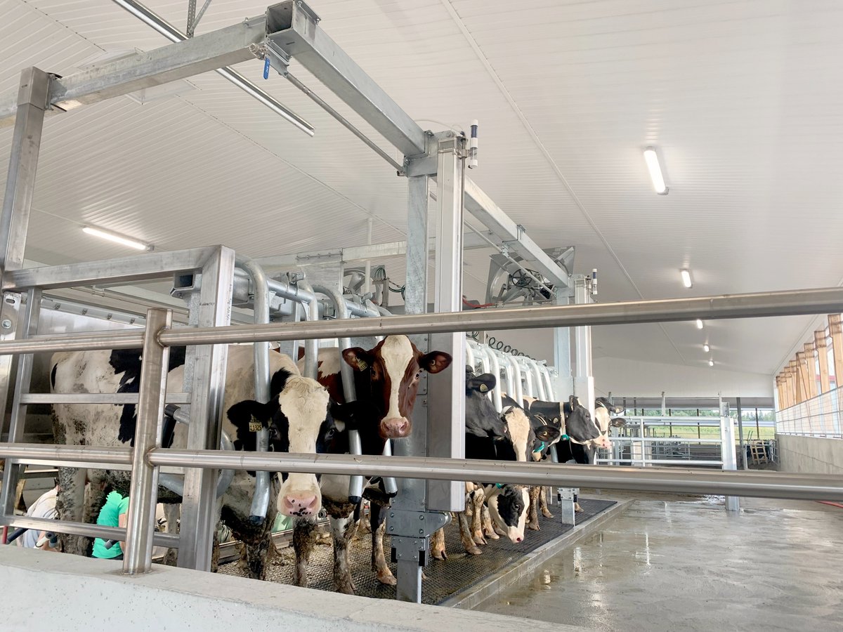 Congratulations to O'Neil Farms in Thorndale on their new dairy facility! Here's their first milking in this Double 10 vertical lift parallel parlour after transitioning from tie stalls. #DLSdairy #DLSparlour #dairyfarmers #dairyfarming #dairycows #dairy #agriculture #milk