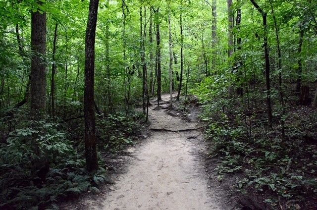NCCoastalLT's tweet photo. What type of hiker are you? Do you like to follow an actual trail map or the mental picture of one you glanced at before starting?๐ ๐ธ#TomEarnhardt #hikingnc #nchikes https://t.co/zrGCP6HmRo
