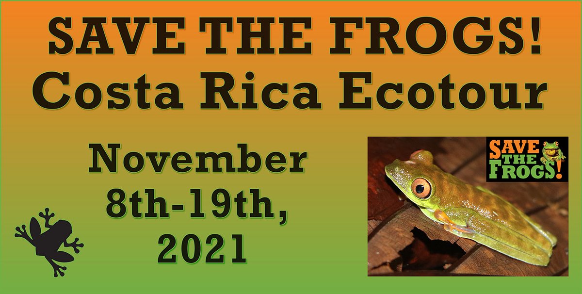 Join the SAVE THE FROGS! Costa Rica Classic Ecotour!
savethefrogs.com/ecotours-costa…
This amazing amphibian adventure will encompass the rainforest, cloud forest, volcanoes, and beaches, and an abundance of opportunities to find and photograph amphibians.
#ecotours #Travel #tourism