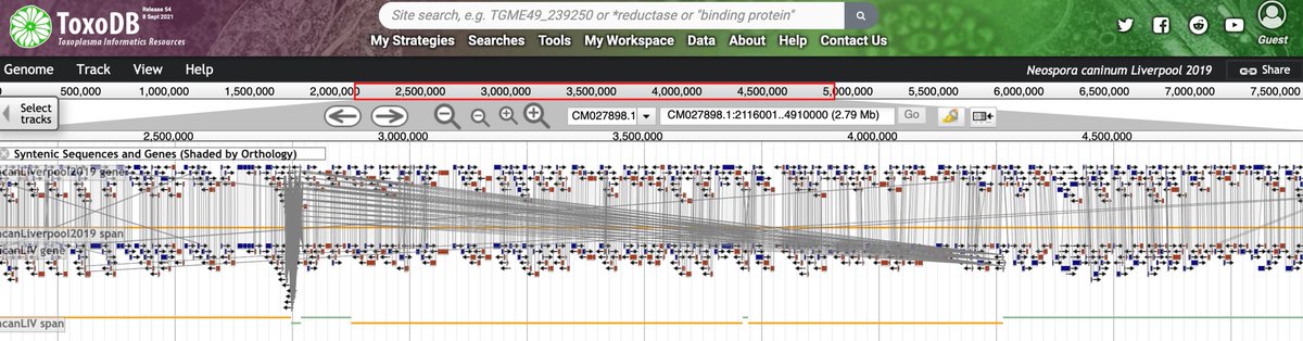 veupathdb's tweet image. We are excited to have the latest karyotype corrected Neospora caninum genome in #ToxoDB release 54 @LuisaBernaZ @MariaEFrancia @carlos_robello 
📖Read the paper: ncbi.nlm.nih.gov/pubmed/33906964
🔗Explore the data: toxodb.org/toxo/app/recor…