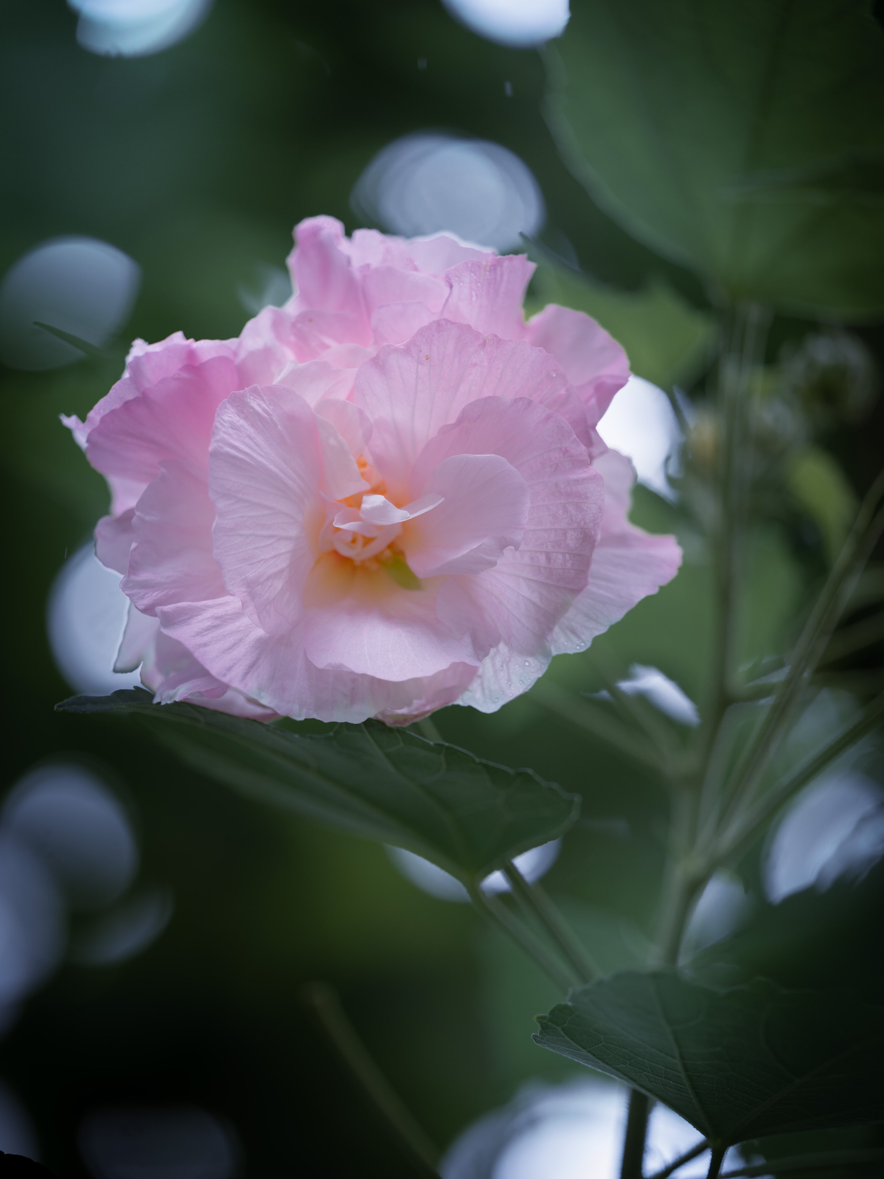 Takao 酔芙蓉 スイフヨウが咲いていました 日本 中国原産 アオイ科 朝咲き始めは純白でお昼ごろに薄いピンクになり夜には紅色になります その様子がお酒 に酔っていくようなので 酔芙蓉と名づけられました 花言葉は 幸せの再来 T Co