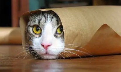 No thoughts head emty just burrito cat https://t.co/IchVsqmUOI<a href="/tag/trap"class="tags"><span>#trap</span></a><a href="/tag/femboy"class="tags"><span>#femboy</span></a>