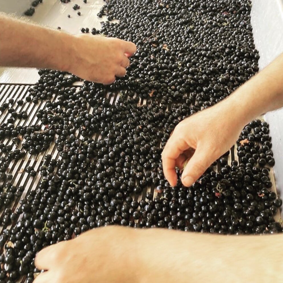 #Verema2021 #Vendimia2021
#Harvest2021 
#Mallorca #mallorcawine