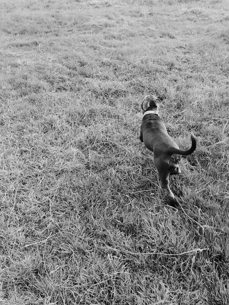 bloodfacepig's tweet photo. Lovely walk in the park today with my baby ❤ #staffie #DogsofTwittter https://t.co/QR8o6NEpSw