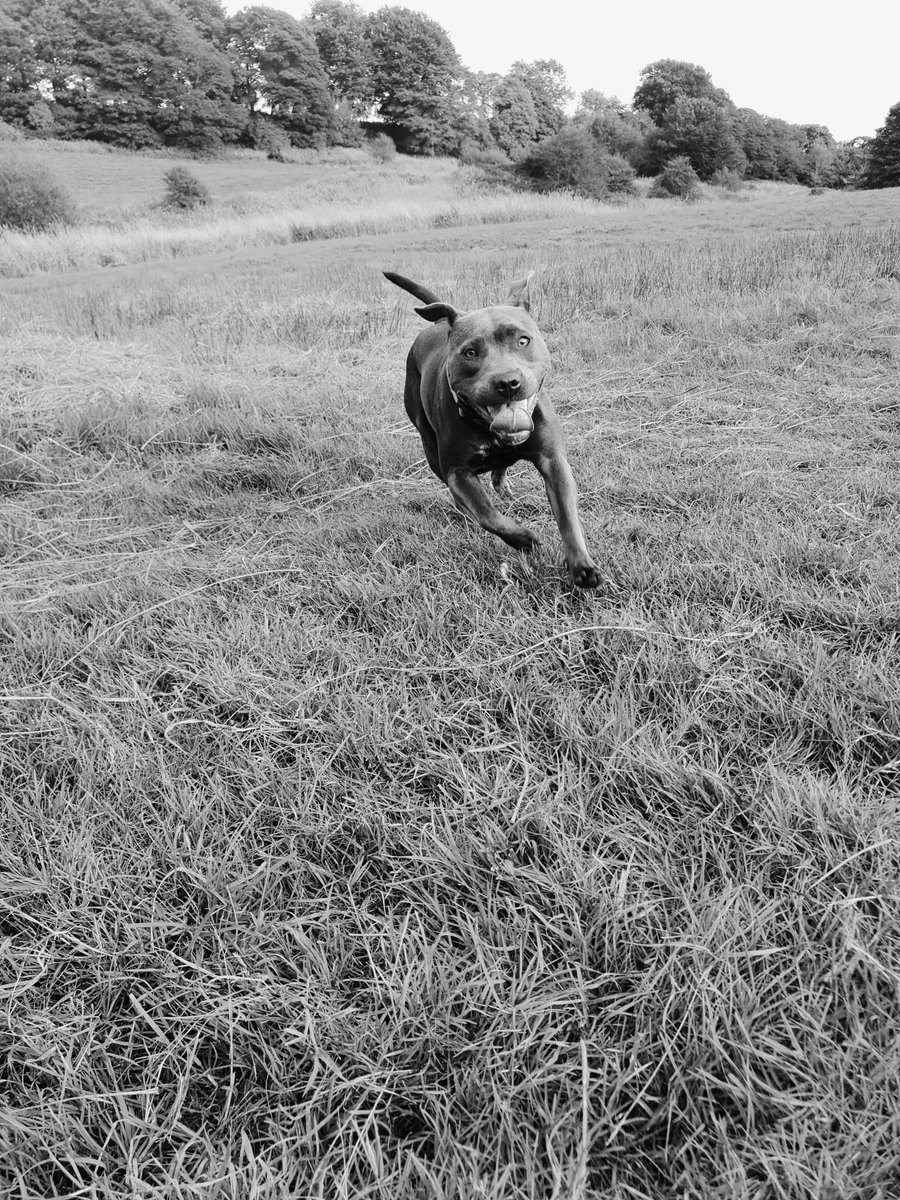 bloodfacepig's tweet photo. Lovely walk in the park today with my baby ❤ #staffie #DogsofTwittter https://t.co/QR8o6NEpSw