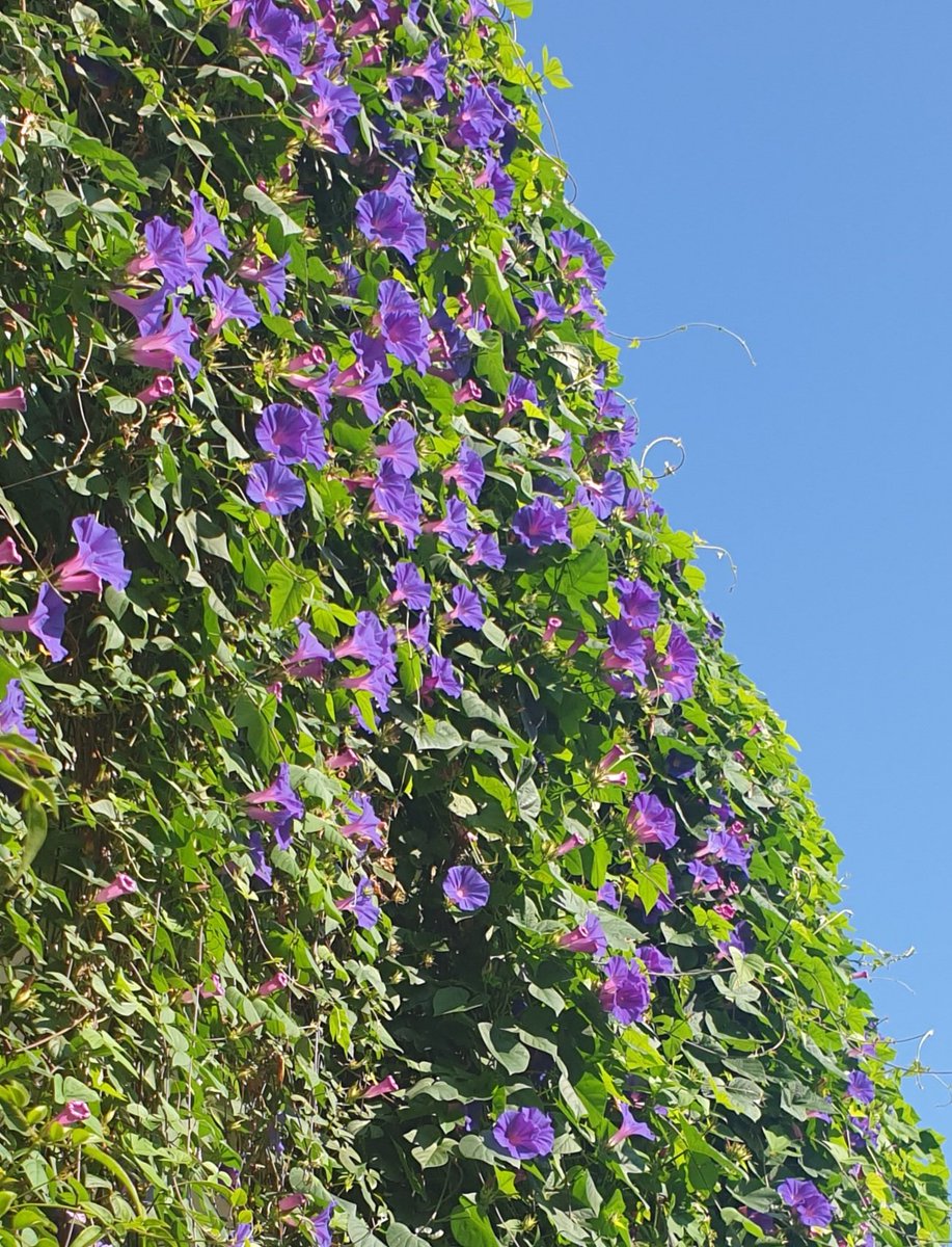 dinaBeaux's tweet photo. Fleurs des villes... 🏵🌿💚
#flowers #ipomee #city #plant #green #purple #town #street #wall #bordeaux https://t.co/iDmcTLfOoU