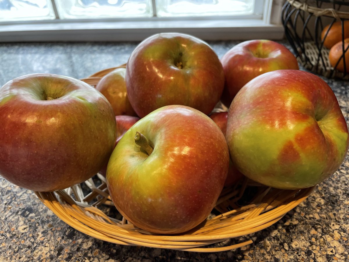 AlisaBokulich's tweet photo. Backyard (McIntosh) apple tree harvest time. πππ (Left a couple for our resident wild bunnies π°)
#OneTreeOrchard #BostonInTheFall https://t.co/r7t9PcNCA3
