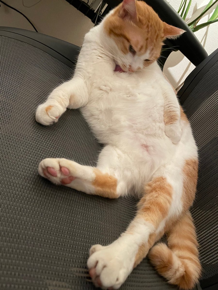 Neko 猫とげぇむ 猫様 エロいです