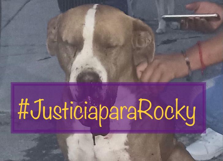 #JusticiaParaRocky: El gobernador @MBarbosaMX lamentó y reprochó el caso del perrito que murió tras sufrir heridas graves por explotarle pirotecnia. 🐾Se investigará el caso. 

👉 bit.ly/3hIlHU9