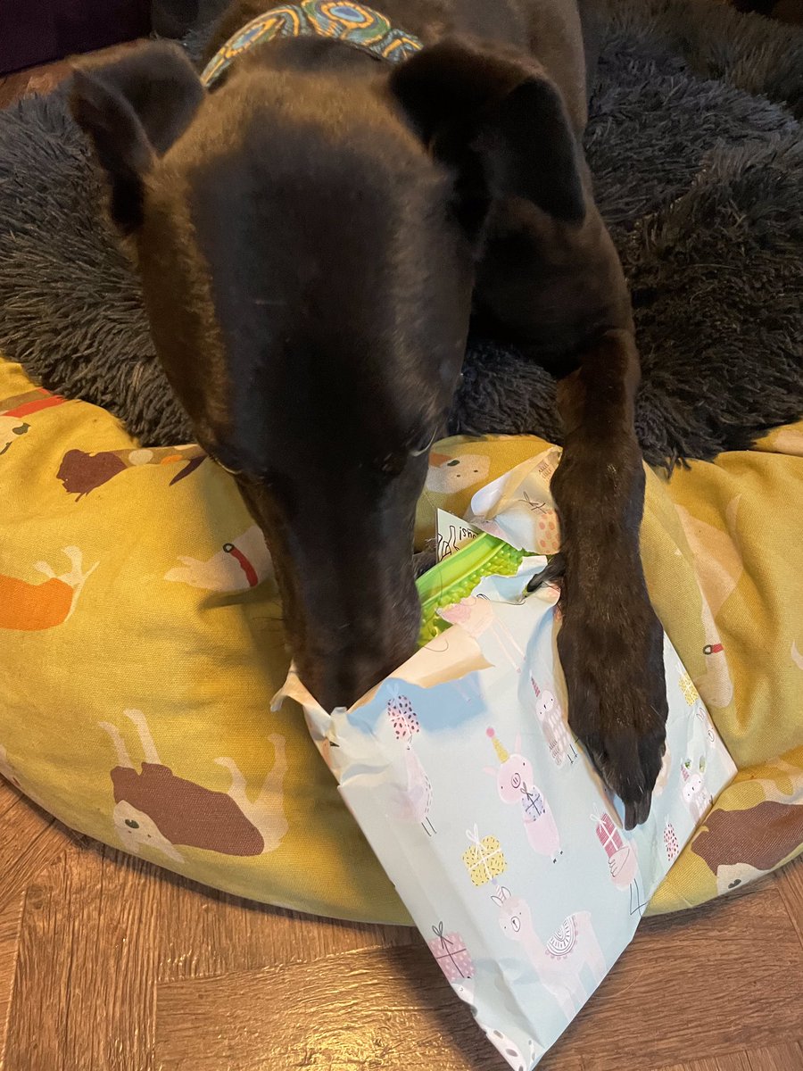 Cake and presents for  burfday. Got my hoomins well trained.