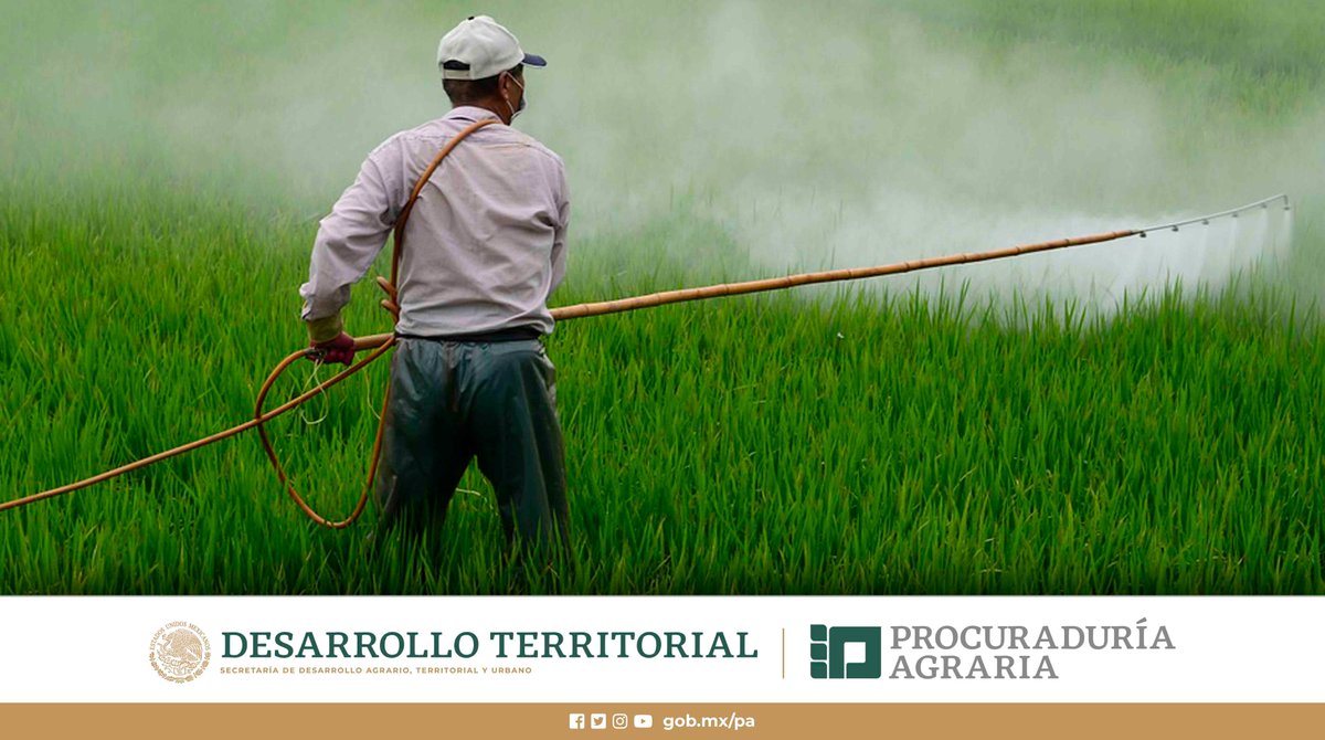 PAgraria's tweet photo. #CosechandoMetas🚜🏁
Contra #Glifosato🥀🥊
Desde el mes de octubre de 2020, la #ProcuraduríaAgraria💚 forma parte del Comité Directivo del Grupo Intersecretarial de Salud, Alimentación, Medio Ambiente y Competitividad, #GISAMAC, la agrupación que erradicará el uso del glifosato. https://t.co/qpbP8VLmpD