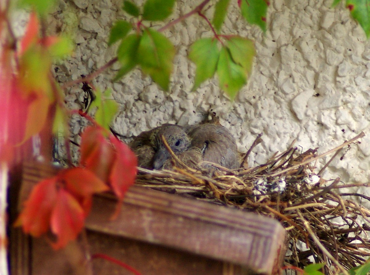 JamesNClements's tweet image. Three weeks ago I noticed a collared dove had built a nest on the sloping roof of a bird box on the front of our house just beneath the roof. Today there is a juvenile sat up there whilst the parents watch from the telegraph post opposite! @Natures_Voice @BTO_GBW