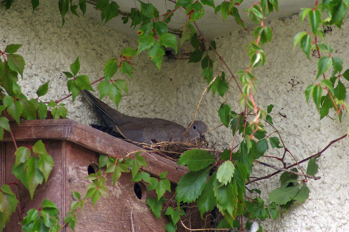 JamesNClements's tweet image. Three weeks ago I noticed a collared dove had built a nest on the sloping roof of a bird box on the front of our house just beneath the roof. Today there is a juvenile sat up there whilst the parents watch from the telegraph post opposite! @Natures_Voice @BTO_GBW