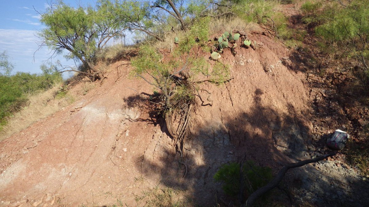 RebeccaAKoll's tweet image. Do you take before &amp;amp; after photos of your field collection holes and force your family/friends to look at HOW MUCH EARTH YOU MOVED or are you normal? #paleobotany #fieldworkWIN