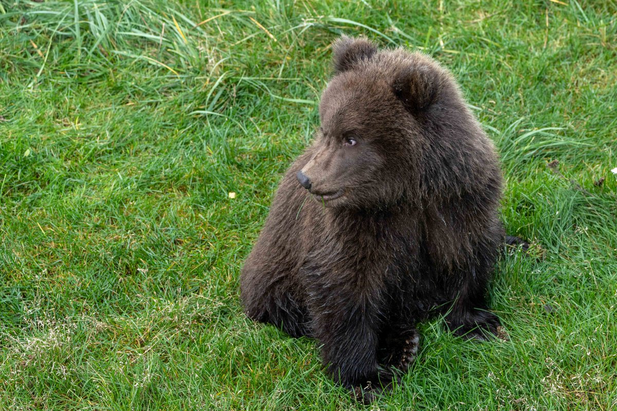 Katmai National Park tweet media