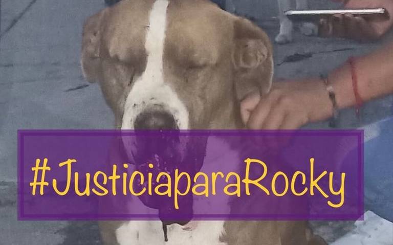 #AlCosto Que coraje! 

'Reprochable', caso de perrito muerto tras explotarle pirotecnia: Barbosa

#JusticiaparaRocky
elsoldepuebla.com.mx/local/estado/r…