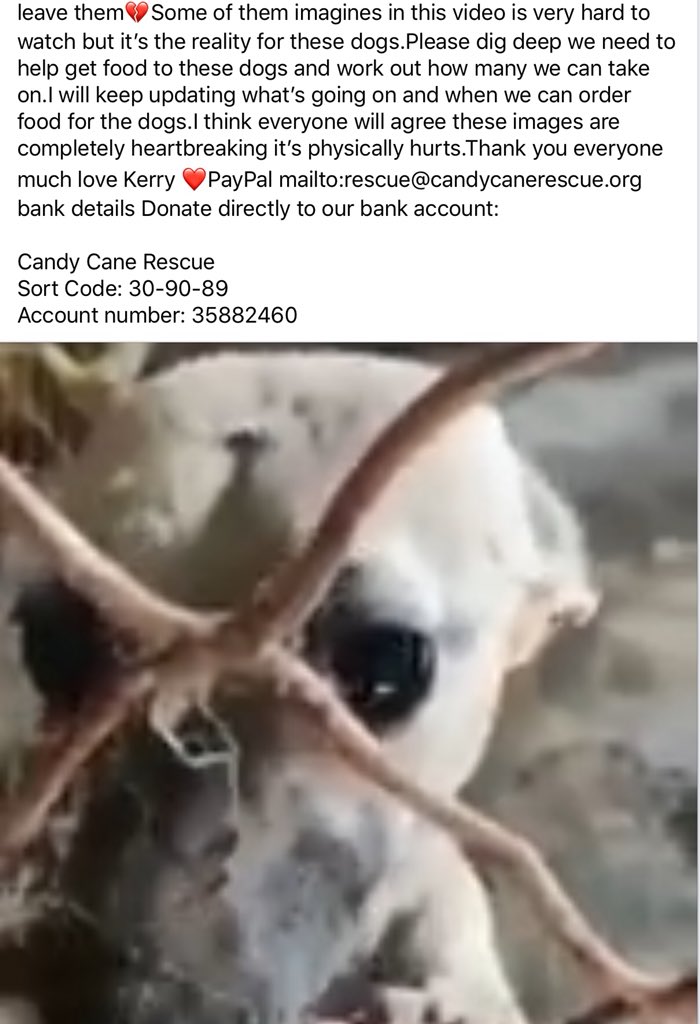 CandyCaneRescue's tweet photo. There is a major crisis in Beijing 💔💔 #shelter with so many dogs needs help after the rescuer died frm cancer
Please read Kerry’s  post and who is already helping
It would be lovely to help raise the funds for food for the dogs while the rescue operation takes place🐾🤞#Rescue https://t.co/2Jrp8sB23N