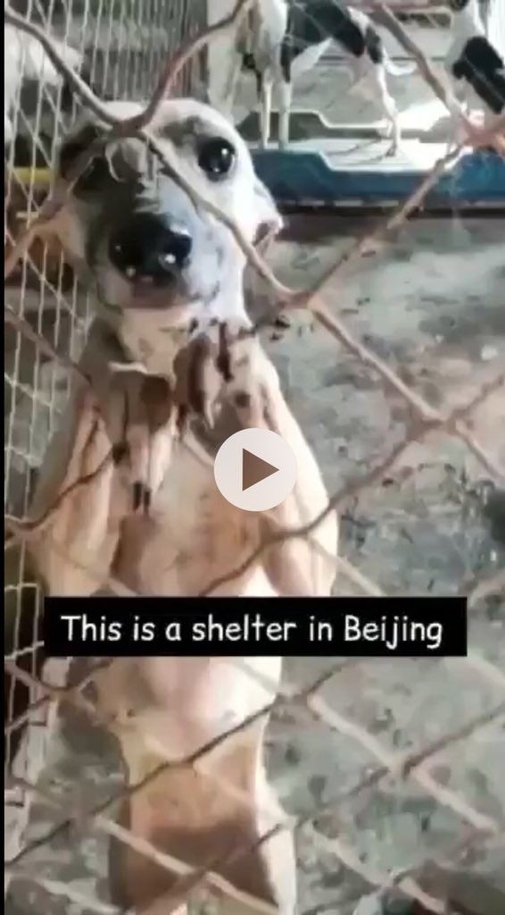 CandyCaneRescue's tweet photo. There is a major crisis in Beijing 💔💔 #shelter with so many dogs needs help after the rescuer died frm cancer
Please read Kerry’s  post and who is already helping
It would be lovely to help raise the funds for food for the dogs while the rescue operation takes place🐾🤞#Rescue https://t.co/2Jrp8sB23N
