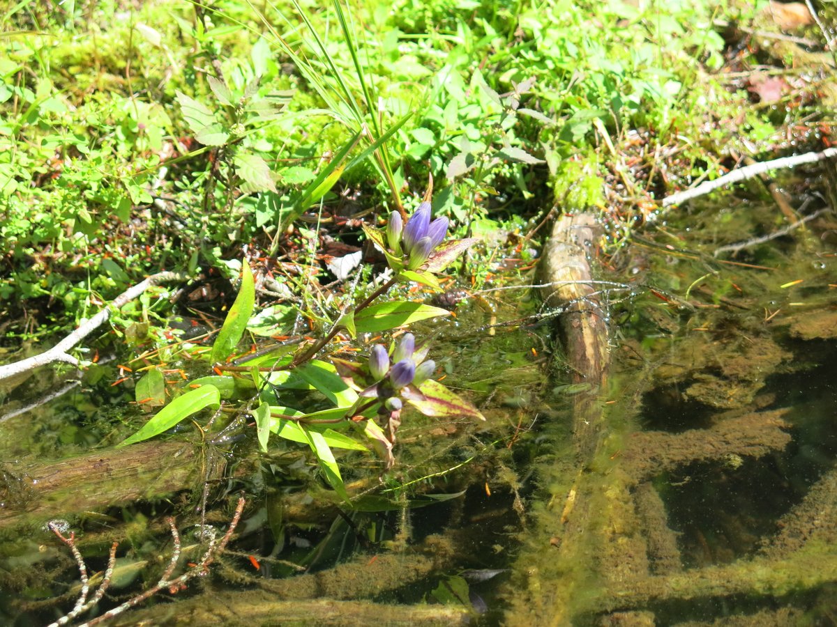 Interesting blue flowers growing in Little Pond (Andes, NY) (Photo from 9/4) #Botany